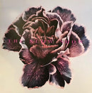 The Slow Show : Still Life (LP, Album, Whi)