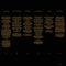David Gray : Gold In A Brass Age (2xLP, Album)