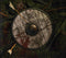 Amon Amarth : Berserker (CD, Album, Dig)