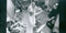 Crosby, Stills, Nash & Young : American Dream (CD, Album)