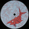 Bananarama : Venus (The Fire & Brimstone Mix) (12", Single)