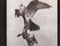 The Dead Weather : Horehound (CD, Album)