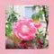 The Reds, Pinks & Purples* : Summer At Land's End (LP, Album, Ltd, Gre)