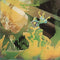 Greenslade : Greenslade (CD, Album, RE)