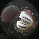 Björk : Fossora (2xLP, Album, Gat)