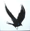 Fat Freddy's Drop : Blackbird (2xLP, Album)