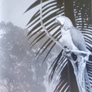 Unknown Artist : Natural Dreams - Music For Relaxation: Amazon Odyssey (CD, Album)