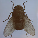 Beigean : Stush '97 (12")